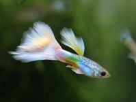 如何自制鱼缸隔离板