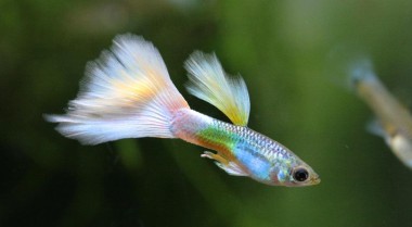 如何自制鱼缸隔离板