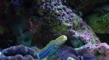 如何调节海水水族箱的pH值