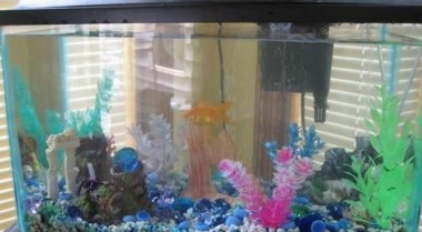 搬家指南：如何为水族箱迁移做准备