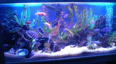 为什么要饲养水族箱鱼类？