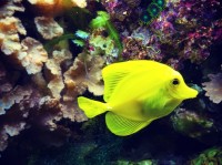 为海水水族箱选择合适的温度