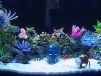 高氨、亚硝酸盐和硝酸盐的危害