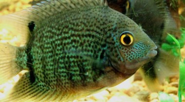 适合初学者的南美慈鲷品种