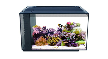 60升鱼缸能养多少海水鱼？