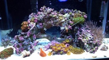 为海水水族箱自制活石