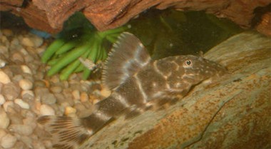 十大最具攻击性的淡水水族箱鱼类