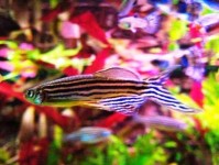 什么是荧光鱼以及如何护理它们？