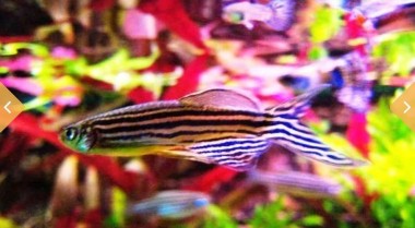 什么是荧光鱼以及如何护理它们？