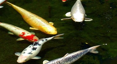 池塘中的寄生虫