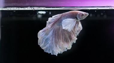 捕捉鱼类的正确与错误方法