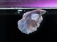 你知道你在喂鱼什么吗？