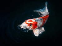 池塘鱼食完全指南