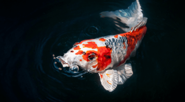 池塘鱼食完全指南