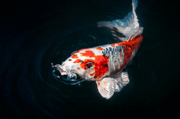 池塘鱼食完全指南