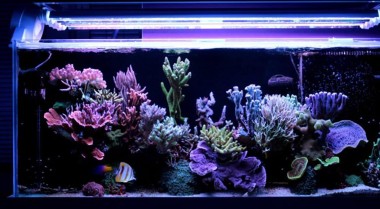 如何为海水水族箱造景