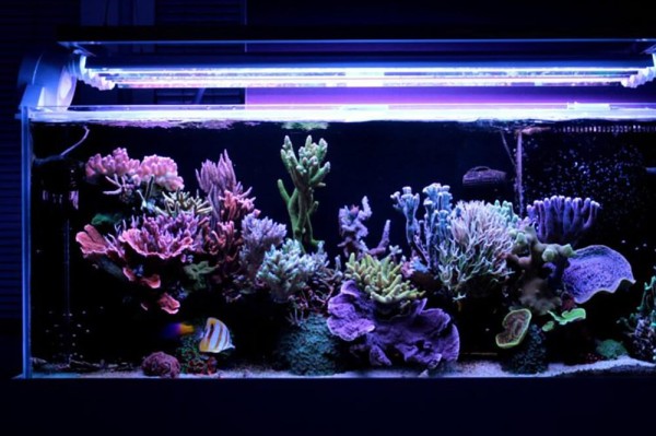 如何为海水水族箱造景