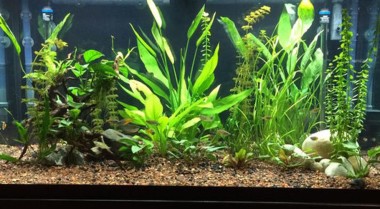 常规换水会杀死你的鱼吗？