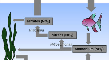 氮循环：用通俗易懂的话来说