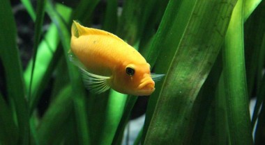 活水族箱水草的扎根、修剪和繁殖技巧