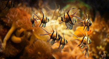 水族爱好者帮助30个物种免于灭绝