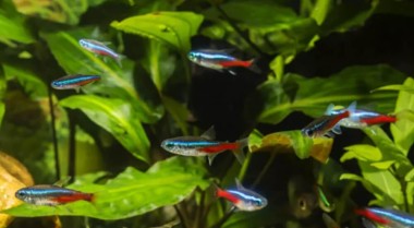 什么导致水族箱中pH值过低？