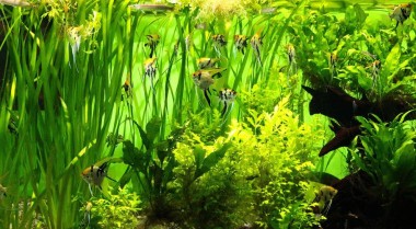 水草缸的六大最佳物种选择