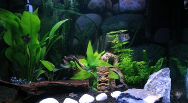 淡水水族箱螺类种类