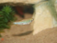 10加仑水族箱的最佳放养选择