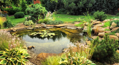 如何获得清澈的池塘水 - 完整指南