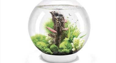 30升鱼缸我可以添加多少条鱼？