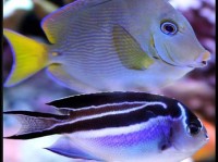 珊瑚礁水族箱照明小贴士