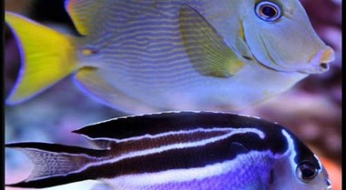 珊瑚礁水族箱照明小贴士