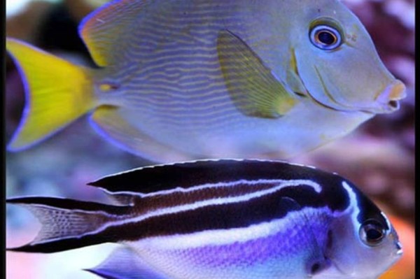 珊瑚礁水族箱照明小贴士