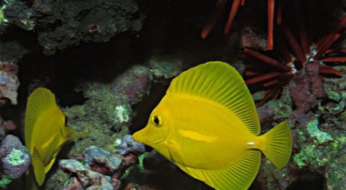 珊瑚缸中什么吃蓝藻？