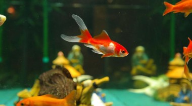 淡水水族箱夏季注意事项 - 防止水族箱过热