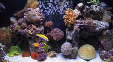 海水水族箱的类型：纯鱼缸、活石缸和珊瑚礁缸