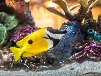 为什么鱼会从海水水族箱中消失？