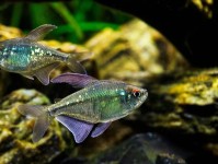 家庭水族箱中适合繁殖的五大灯鱼