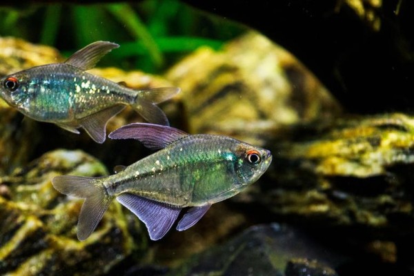 家庭水族箱中适合繁殖的五大灯鱼