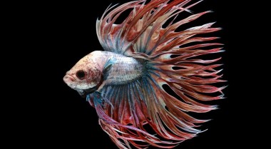 热带鱼寿命多长？