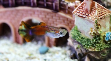 关于一体式水族箱你需要知道的一切