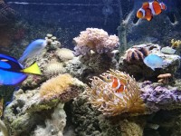 水族箱鱼类新闻：提出限制水族箱鱼类采集的法案