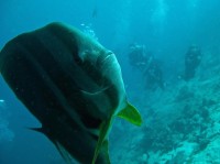 新发现是饲养高鳍蝙蝠鱼的关键