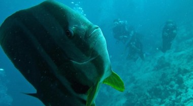 新发现是饲养高鳍蝙蝠鱼的关键