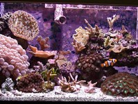 为什么水流在珊瑚礁水族箱中如此重要？