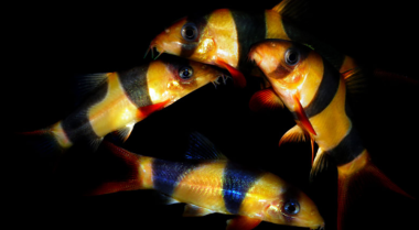 五种你不知道能长这么大的水族箱鱼