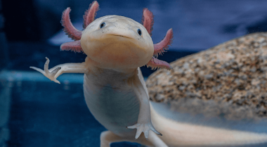 墨西哥钝口螈：它们是什么？以及如何饲养