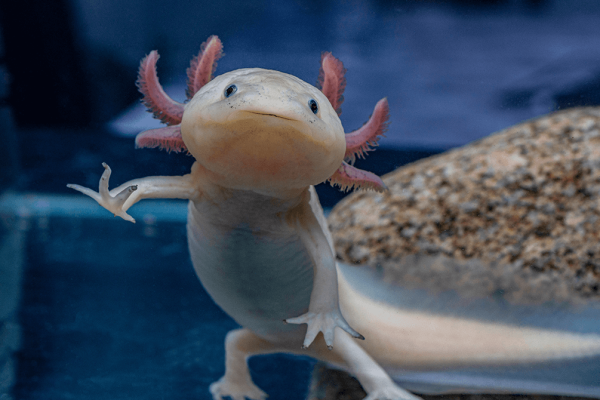 墨西哥钝口螈：它们是什么？以及如何饲养