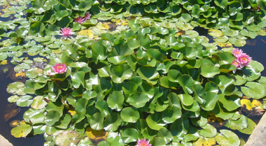 池塘植物选购指南